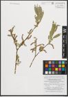 Foto von Salix pycnostachya Andersson
